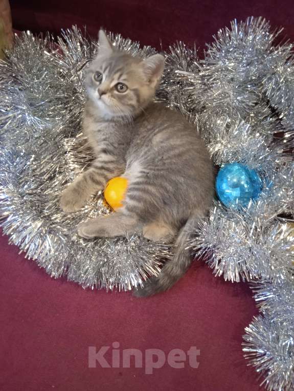Кошки в Туле: Прекрасный подарок к Новому году.  Мальчик, 8 000 руб. - фото 2