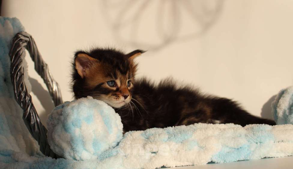 Кошки в Екатеринбурге: Котёнок мейн-кун Цефей Мальчик, 70 000 руб. - фото 4