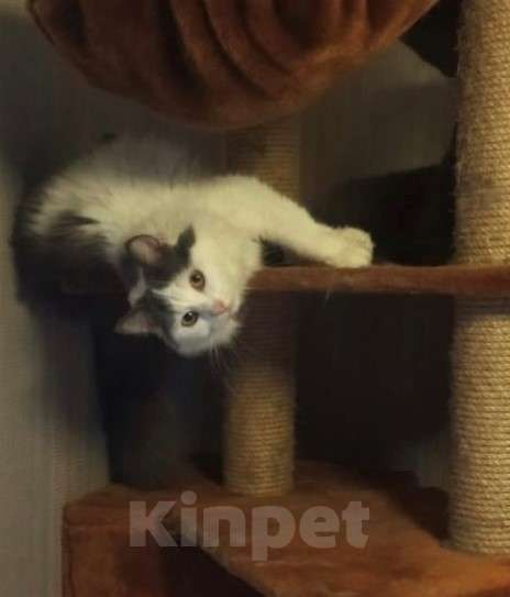 Кошки в Москве: Зефирка ищет своего человека Мальчик, Бесплатно - фото 5