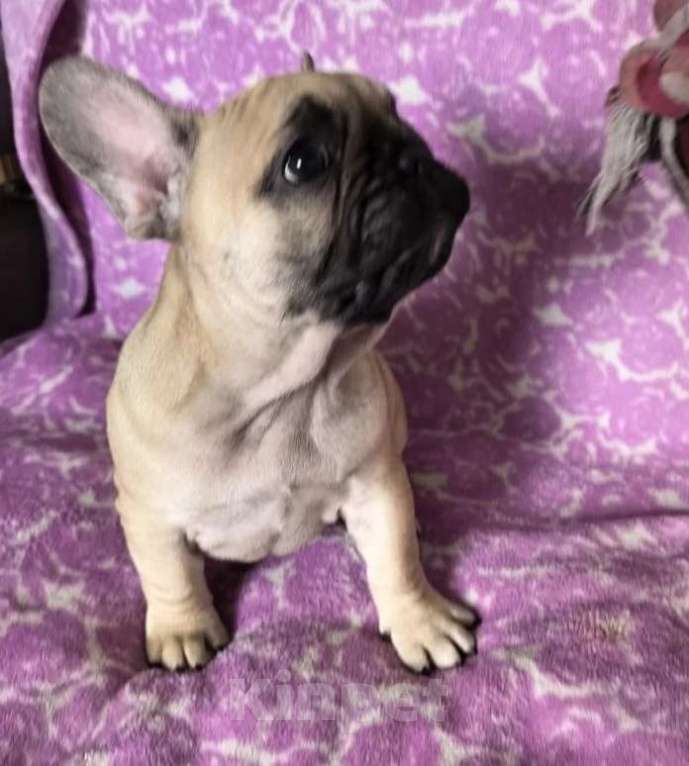 Собаки в Санкт-Петербурге: Французский бульдог щенки Мальчик, Бесплатно - фото 4