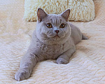Кошки в Ульяновске: Британская короткошерстная кошка (подросток) Девочка, 30 000 руб. - фото 1