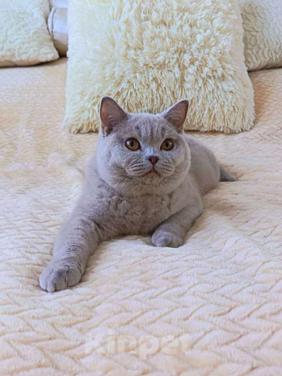 Кошки в Ульяновске: Британская короткошерстная кошка (подросток) Девочка, 30 000 руб. - фото 1