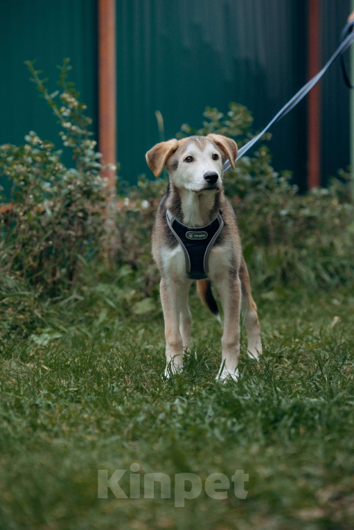 Собаки в Москве: Щенок в добрые руки бесплатно Москва Мальчик, Бесплатно - фото 6