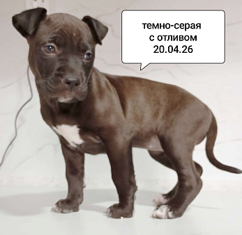 Американский питбультерьер щенок девочка. Темно- серая