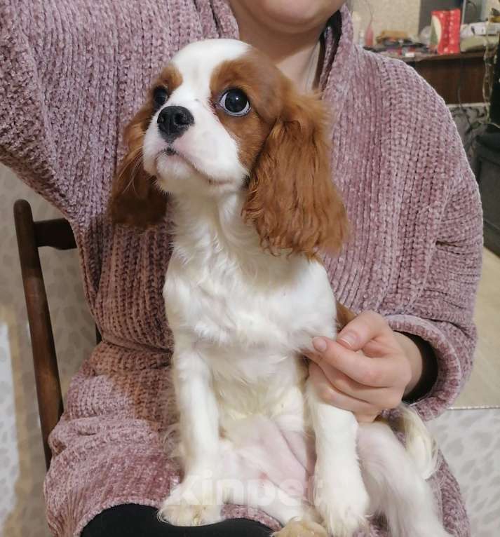 Собаки в Москве: Кавалер Кинг Чарльз 6,5 мес Девушка. Девочка, 120 000 руб. - фото 2