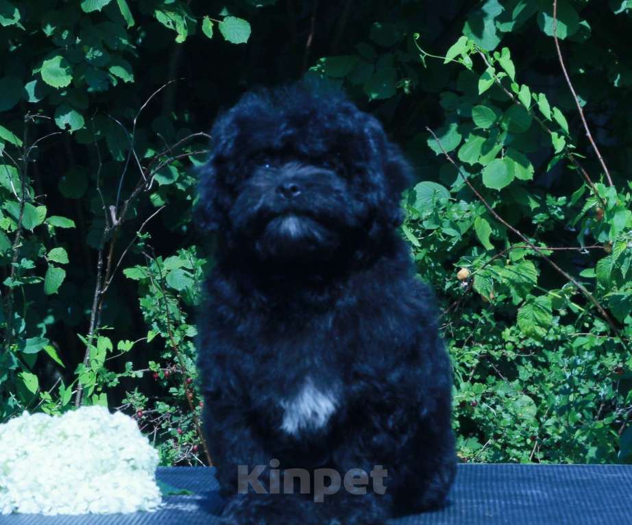 Собаки в Москве: мальтипу Ф1 щенки девочки Девочка, 90 000 руб. - фото 4