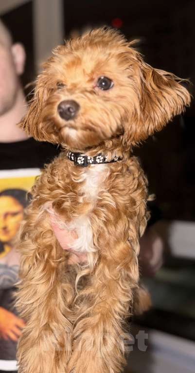 Собаки в Москве: Мальтипу Корея f1 Девочка, 68 000 руб. - фото 1