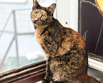 Кошки в Москве: Ласковая трехцветная кошка Мася ищет дом Девочка, Бесплатно - фото 5