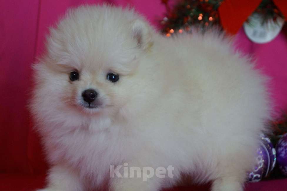 Собаки в Москве: Очаровательная девочка- померанский шпиц Девочка, 30 000 руб. - фото 6