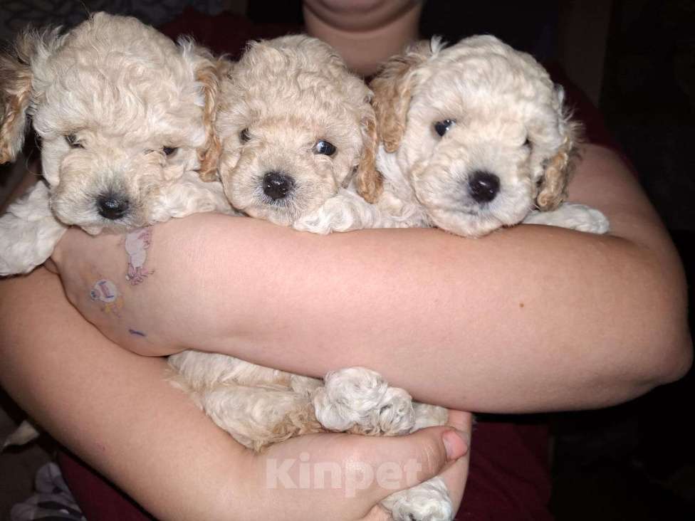 Собаки в Нижнем Новгороде: Той-пудель мальчик (светлый)  Мальчик, 50 000 руб. - фото 5