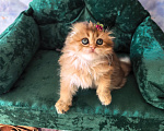Кошки в Самаре: Котенок Девочка, 35 000 руб. - фото 5