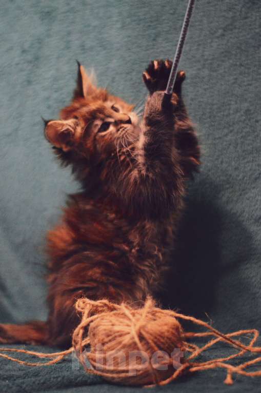 Кошки в Барнауле: мейн кун девочка Девочка, 30 000 руб. - фото 2