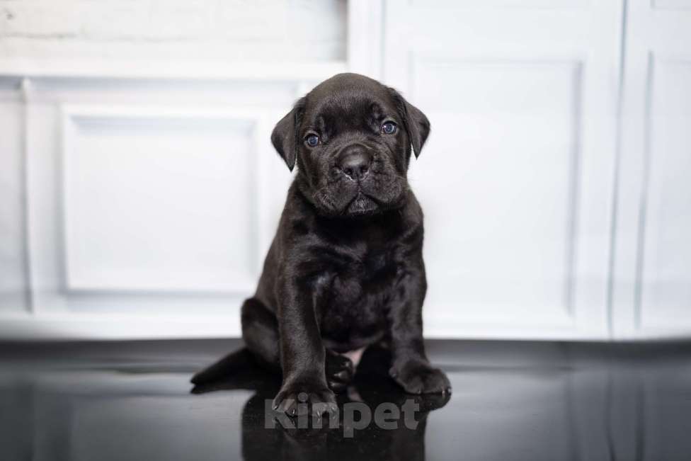 Собаки в Ярославле: Кане корсо полностью черный мальчик  Мальчик, 90 000 руб. - фото 2