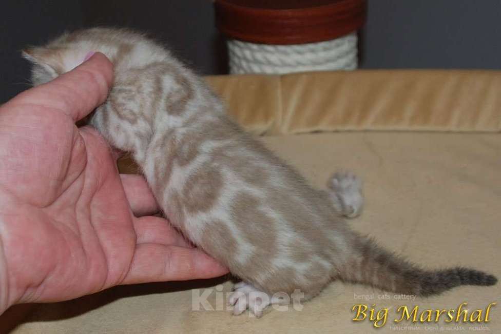 Кошки в Москве: Бенгальский котик Мальчик, 65 000 руб. - фото 2