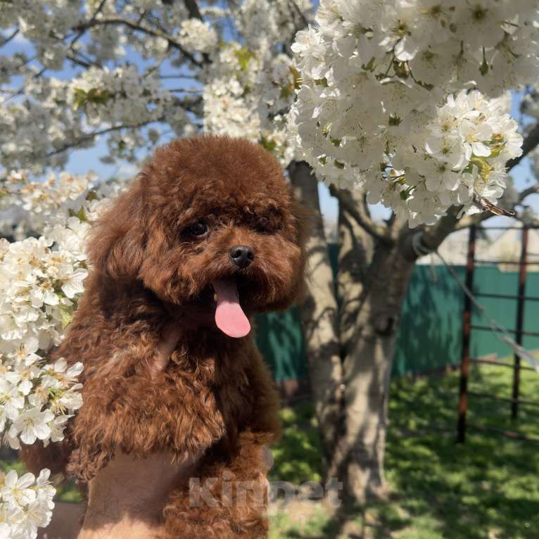 Собаки в Геленджике: Той пудель Девочка, 320 000 руб. - фото 6