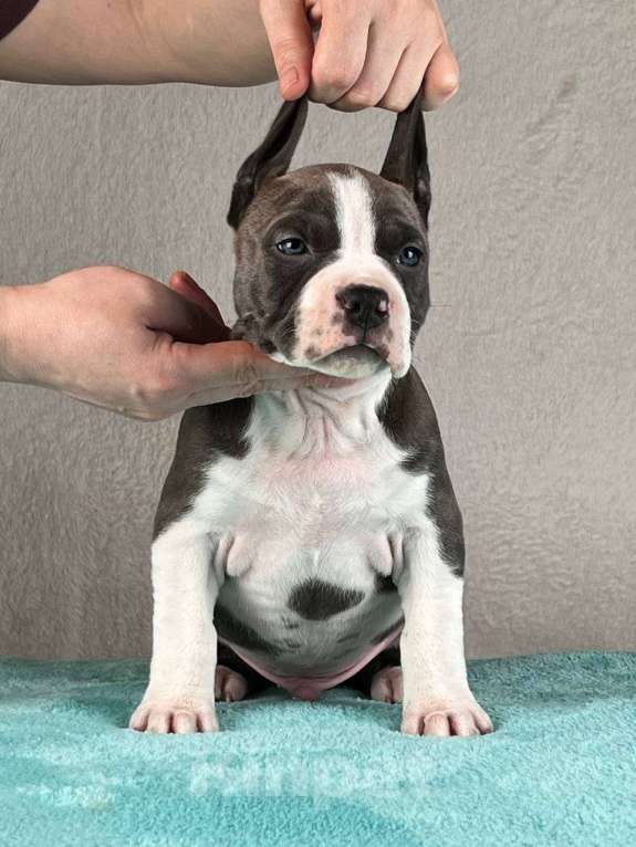 Собаки в Москве: Шикарный голубой мальчик Мальчик, 120 000 руб. - фото 1