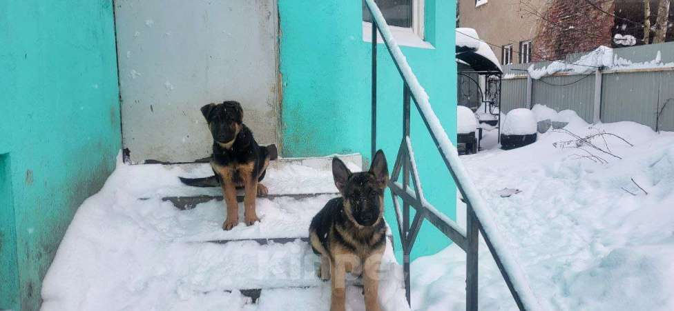 Собаки в других городах Московской области: Щенки Восточно европейской овчарки Девочка, Бесплатно - фото 8