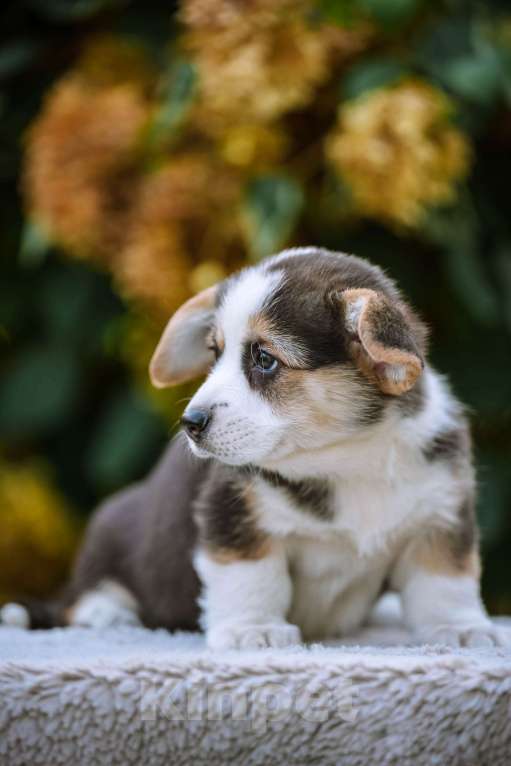 Собаки в Новосибирске: Вельш Корги Пемброк Дайнерис Бурерожденная  Девочка, 65 000 руб. - фото 4