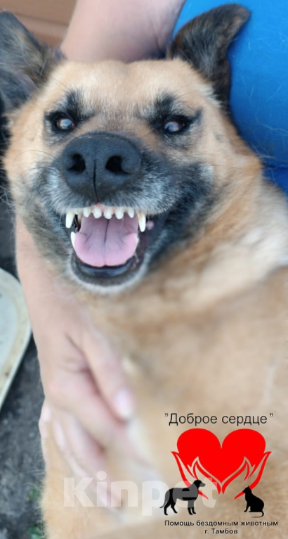 Собаки в Тамбове: Жаклин  Девочка, Бесплатно - фото 3