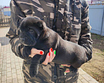 Собаки в Москве: Кан- мальчик Мальчик, 50 000 руб. - фото 2