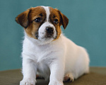 Собаки в Калининграде: Щенки джек рассел терьера Девочка, 60 000 руб. - фото 1