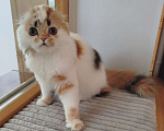 Кошки в Валдае: Шотландские котята- победители выставки Девочка, 30 000 руб. - фото 3