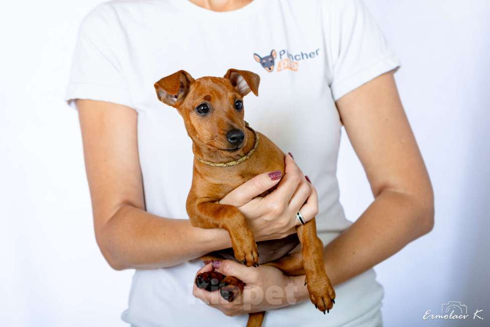 Собаки в Подольске: Цвергпинчер Отта Ультр Девочка, 50 000 руб. - фото 5