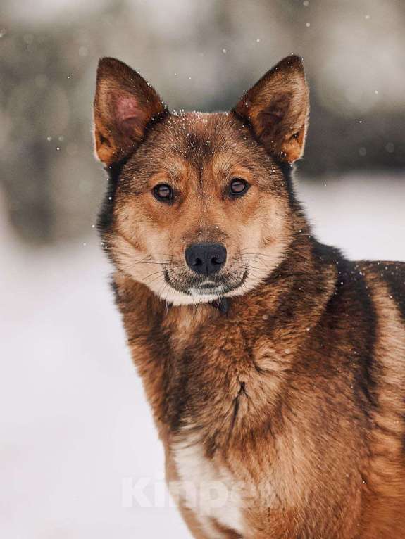 Собаки в Лосином-Петровском: Алиса якутенок Девочка, Бесплатно - фото 3