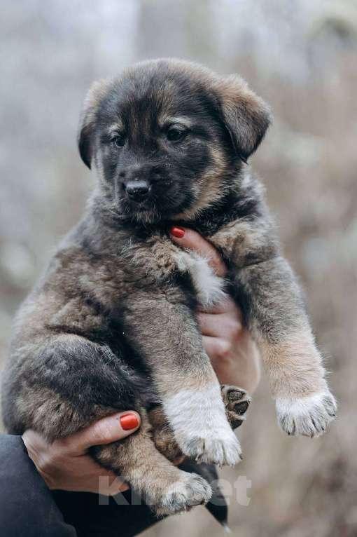 Собаки в Москве: Дин Мальчик, Бесплатно - фото 2