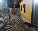 Собаки в Красноярске: Собака помесь овчарки с лайкой в добрые руки, на охрану Девочка, 1 руб. - фото 5