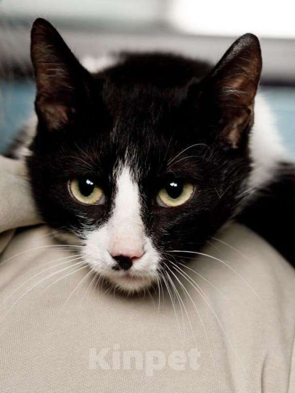 Кошки в Москве: Гаянэ, кошка- антидепрессант Девочка, Бесплатно - фото 6