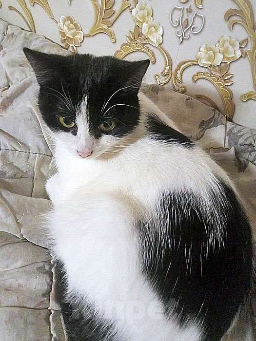 Кошки в Москве: Очаровательные сестрички Деми и Ася ищут дом Девочка, 10 руб. - фото 3