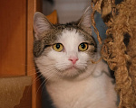 Кошки в Санкт-Петербурге: Кошка ищет дом Девочка, Бесплатно - фото 1