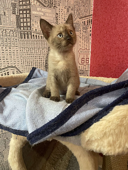 Котёнок Европейской бурмы