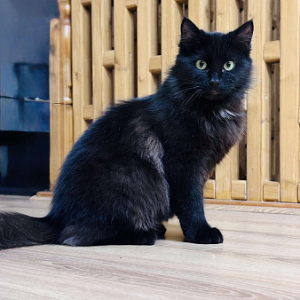 Котенок в добрые руки