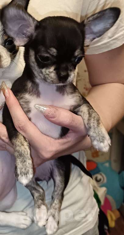 Собаки в Москве: Щенок чихуахуа короткошерстный Девочка, 60 000 руб. - фото 1