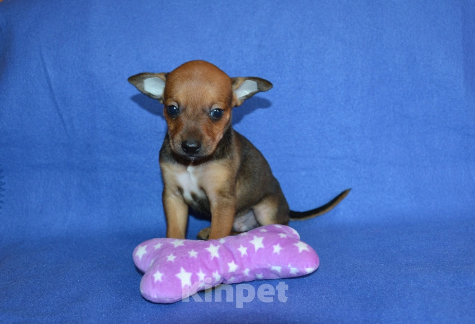 Собаки в Москве: Щенки ксолоитцкуинтли мини  Мальчик, 10 000 руб. - фото 2