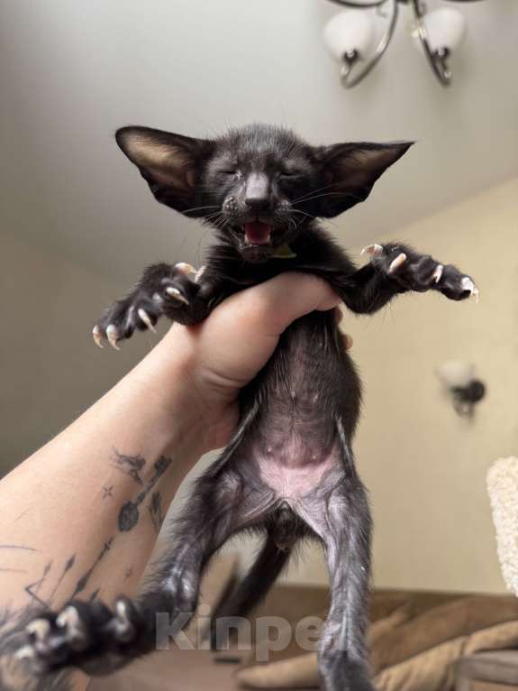 Кошки в Москве: Предлагается к бронированию  Мальчик, 70 000 руб. - фото 5