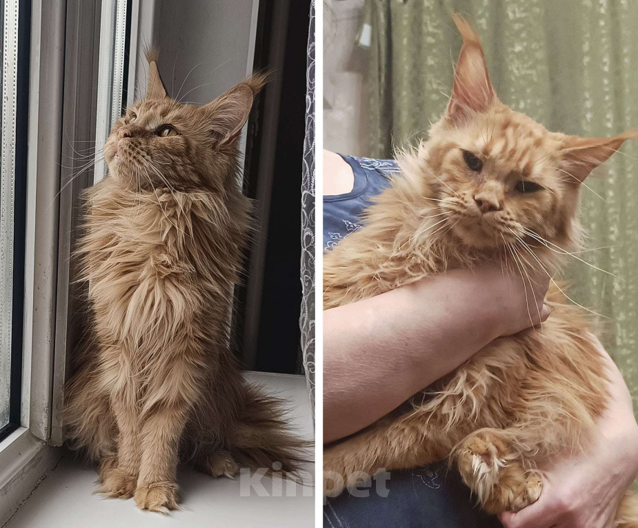 Кошки в Москве: Мейн Кун Кошка Девочка, 6 000 руб. - фото 3