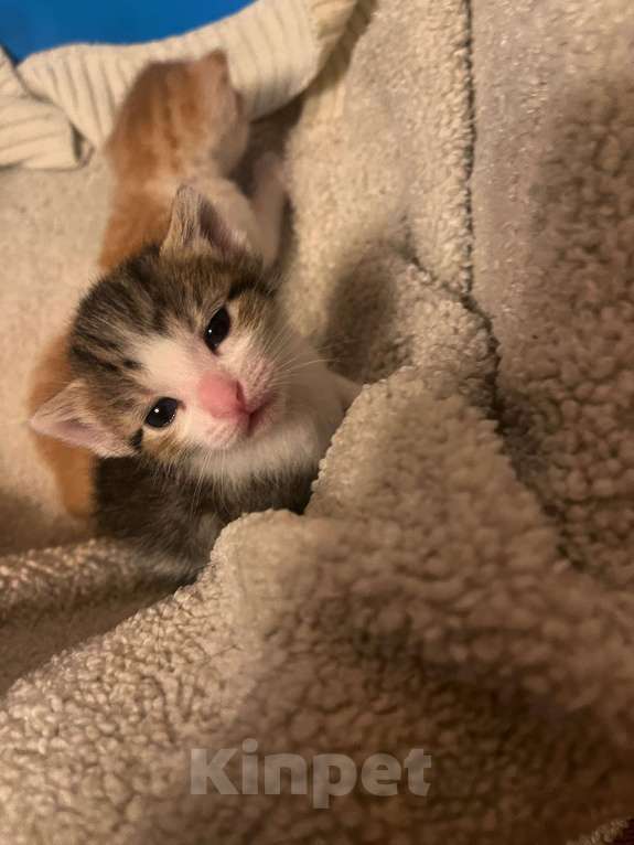 Кошки в Голицыно: Бело-серая девочка Девочка, Бесплатно - фото 6