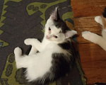 Кошки в Среднеуральске: Котёнок в добрые руки Девочка, Бесплатно - фото 5