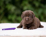 Собаки в Москве: Шоколадный щенок лабрадор, мальчик девочка, РКФ Мальчик, 60 000 руб. - фото 8