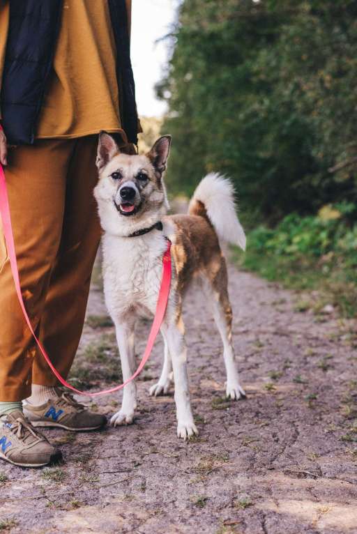 Собаки в Москве: Лора ищет  Девочка, Бесплатно - фото 3