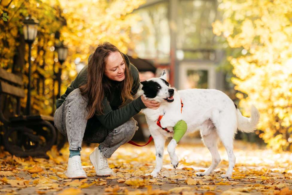 Собаки в Москве: Обаятельный аферист в поисках дома! Мальчик, Бесплатно - фото 3