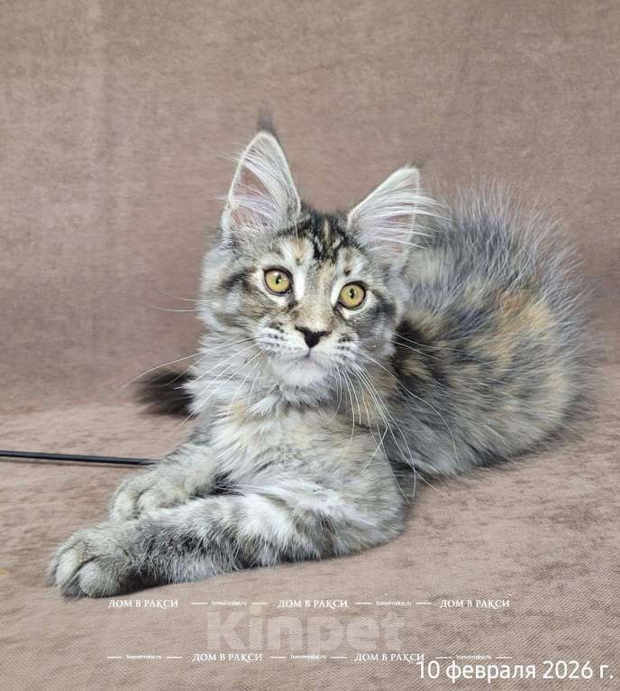 Кошки в Всеволожске: Кошка мейн-кун Cora Raksi Line Девочка, Бесплатно - фото 2
