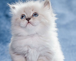 Кошки в Иркутске: Котенок Невской маскарадной породы Девочка, Бесплатно - фото 1