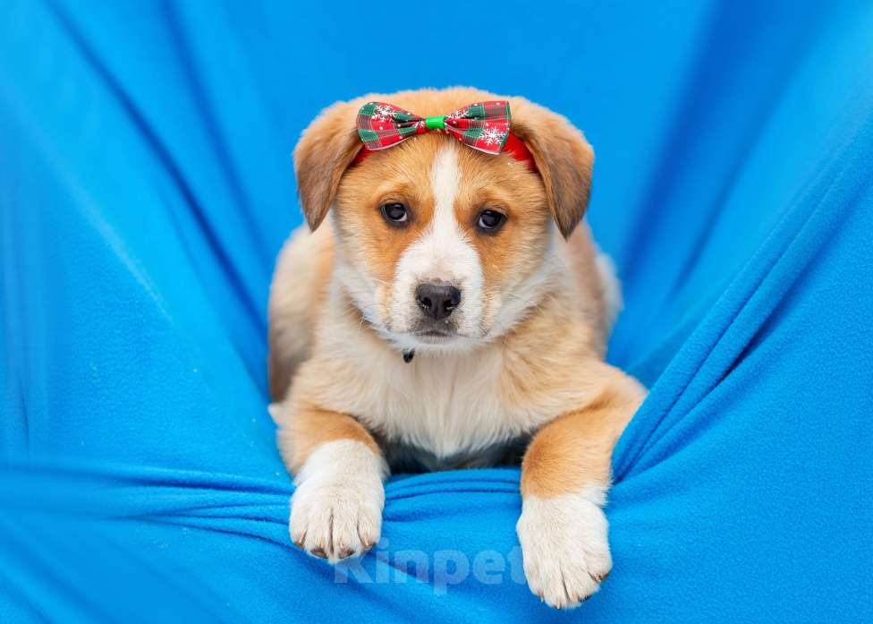 Собаки в других городах Московской области: Щенок Марта в добрые руки Девочка, Бесплатно - фото 8