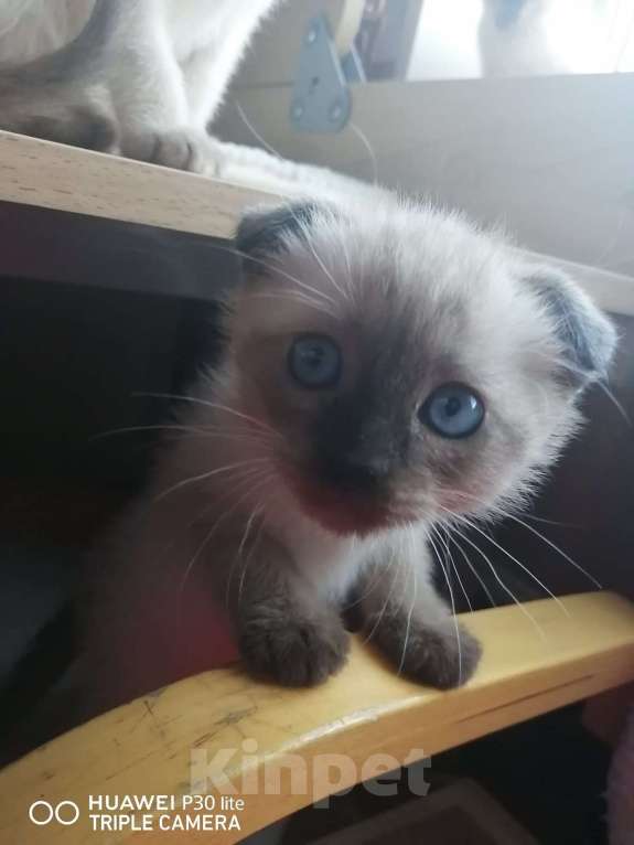 Кошки в Мурманске: манчкин подросток Мальчик, 15 000 руб. - фото 4