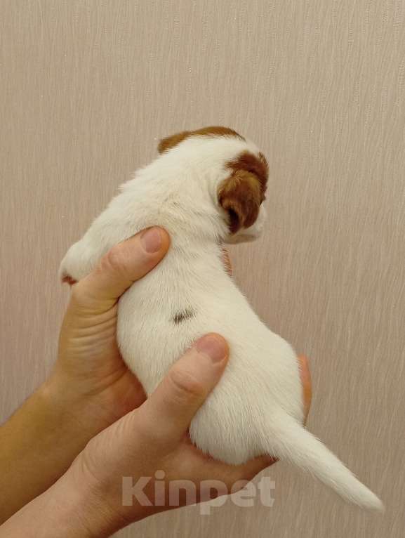 Собаки в Дмитрове: Девочка Девочка, 30 000 руб. - фото 3