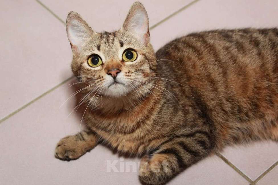 Кошки в Москве: Юная Алиса, сто полосок и розовый носик. Кошка в добрые руки. Девочка, Бесплатно - фото 4